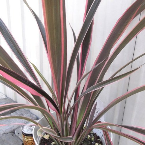 ニューサイラン・ピンクストライプ ５号 - 植物と暮らす m-plant