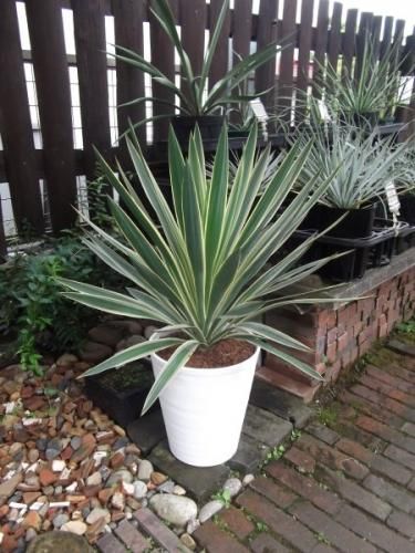 ユッカ・グロリオサ・バリエガータ 10号 - 植物と暮らす m-plant