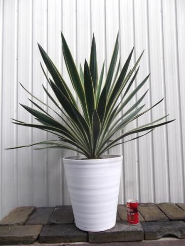 ユッカ・グロリオサ・バリエガータ 10号 - 植物と暮らす m-plant