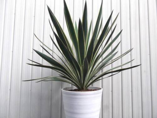 ユッカ・グロリオサ・バリエガータ 10号 - 植物と暮らす m-plant