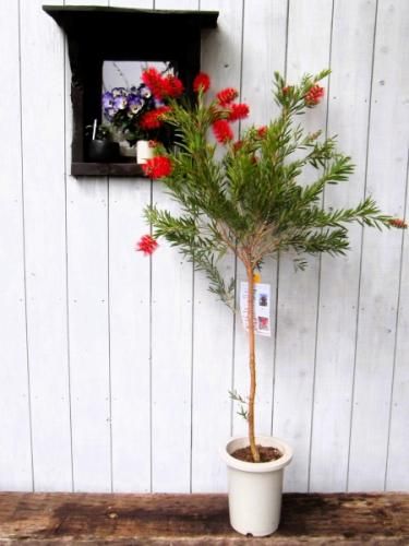 カリステモン・ドーソンリバー 7号 135cm - 植物と暮らす m-plant
