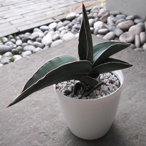 サンセベリア・エーレンベルギー・サムライ - 植物と暮らす m-plant