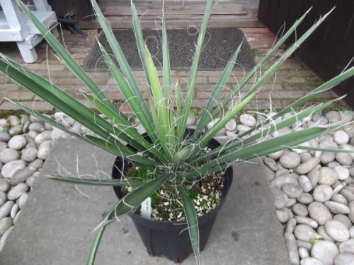ユッカ・フィリフェラ 7号 - 植物と暮らす m-plant