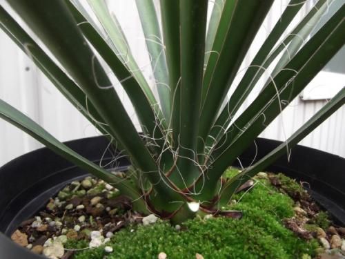 ユッカ・フィリフェラ 7号 - 植物と暮らす m-plant