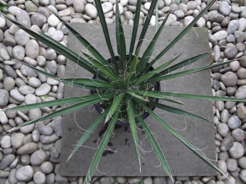 ユッカ・フィリフェラ 7号 - 植物と暮らす m-plant