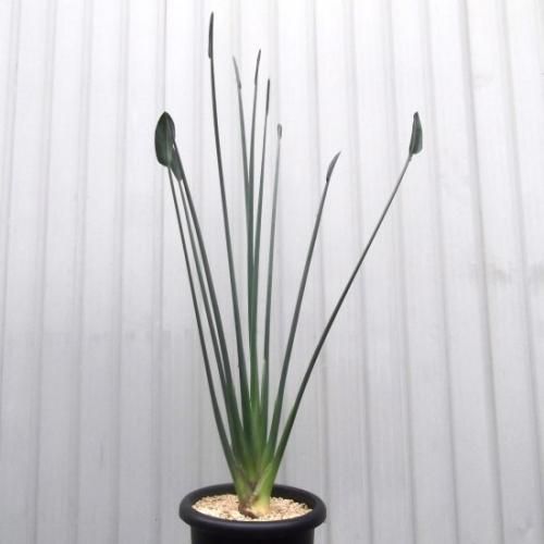 【現品】ストレチア・ノンリーフ(ストレリチア・ユンケア）9号鉢　TR番 ストレリチア・ユンケア 9号 - 植物と暮らす m-plant