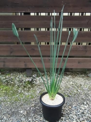 【現品】ストレチア・ノンリーフ(ストレリチア・ユンケア）9号鉢　TR番 ストレリチア・ユンケア 8号サイズ | HITOTOKI by MAKIMO PLANT