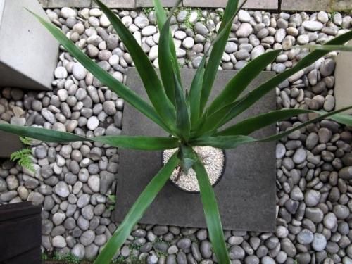 ドラセナ・ドラコ 7号 - 植物と暮らす m-plant ドラセナ・ドラコ 7号 - 植物と暮らす m-plant