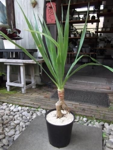 ドラセナ・ドラコ 7号 - 植物と暮らす m-plant