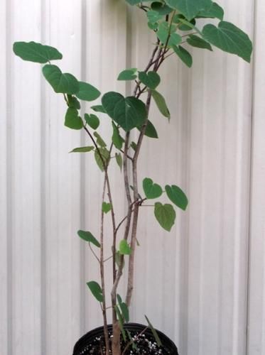 マルバノキ - 植物と暮らす m-plant