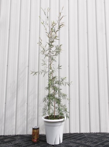 シルバーティーツリー ６号 - 植物と暮らす m-plant