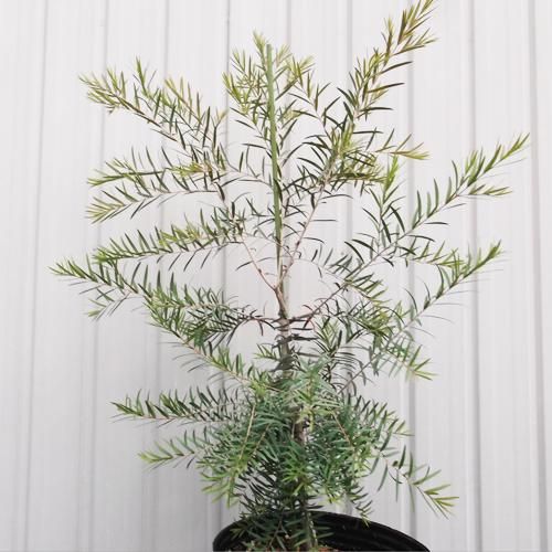 メラレウカ・スノーインサマー 8号 - 植物と暮らす m-plant