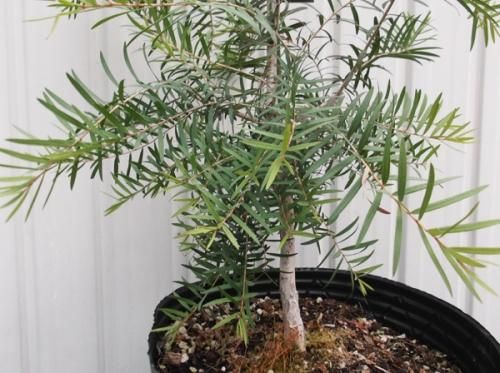 メラレウカ・スノーインサマー 8号 - 植物と暮らす m-plant