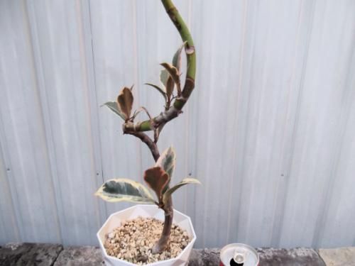 フィカス 観葉植物 ねじれた幹 Amazon｜フィカス 観葉植物 ねじれた幹｜観葉植物 オンライン通販