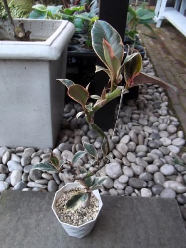 フィカス 観葉植物 ねじれた幹 Amazon｜フィカス 観葉植物 ねじれた幹｜観葉植物 オンライン通販