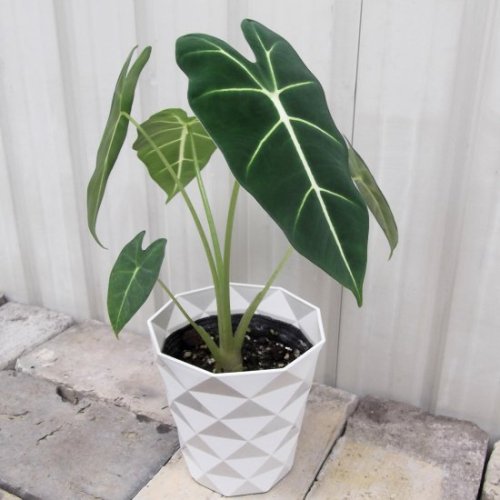 アロカシア・グリーンベルベット - 植物と暮らす m-plant