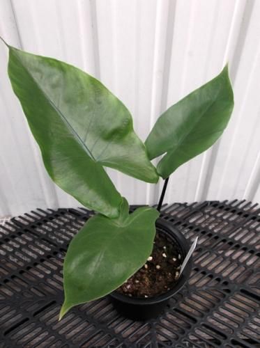 アロカシア・ブラックステム - 植物と暮らす m-plant