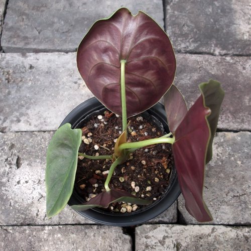 アロカシア・クプレア - 植物と暮らす m-plant