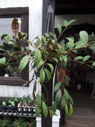 エスキナンサス・マルモラタス 吊り 4号 - 植物と暮らす m-plant