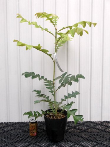 バンクシア・グランディス 75ｃｍ - 植物と暮らす m-plant