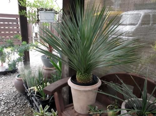 ユッカ・ロストラータ 9号 100cm - 植物と暮らす m-plant