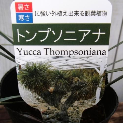ユッカ・トンプソニアナ 4号 - 植物と暮らす m-plant