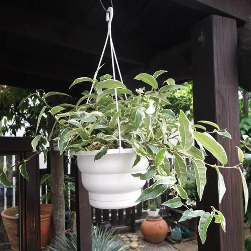 フィカス・ラディカンス 斑入り 6号 - 植物と暮らす m-plant