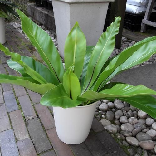 シマオオタニワタリ ７号 植物と暮らす M Plant