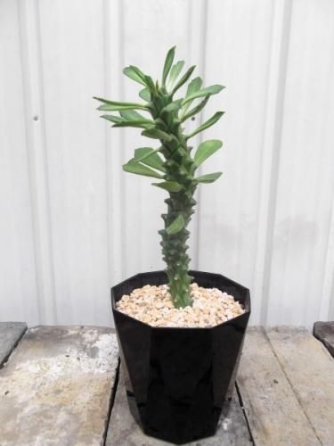 逆鱗竜（ゲキリンリュウ） - 植物と暮らす m-plant
