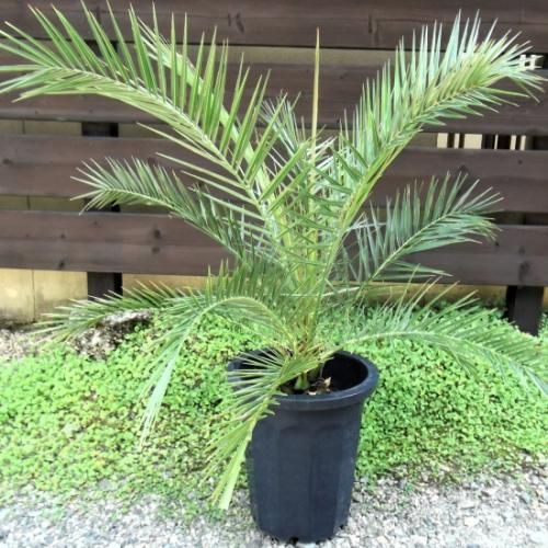 カナリーヤシ 10号 - 植物と暮らす m-plant