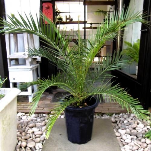 カナリーヤシ 10号 - 植物と暮らす m-plant