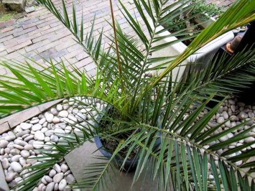 カナリーヤシ 10号 - 植物と暮らす m-plant