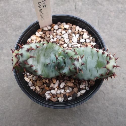 アロエ・マルロシー・大 f6cba066eec34d6d94f1bf08b1d8ce