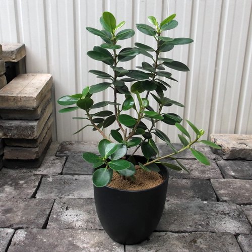 センカクガジュマル 5.5号 - 植物と暮らす m-plant