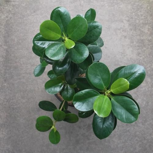 センカクガジュマル 5.5号 - 植物と暮らす m-plant