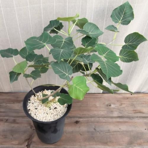 フィカス ペティオラリス ７号 植物と暮らす M Plant
