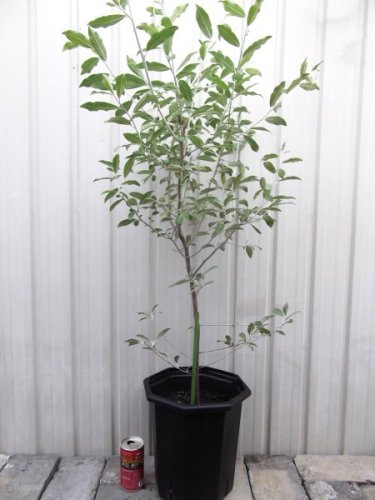 ロシアンオリーブ ７号 - 植物と暮らす m-plant