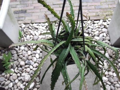 レピスミウム：クルシフォルメ 4号吊り鉢植え の通販 | 園芸ネット