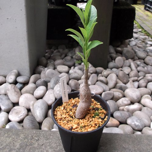 バオバブの木（アダンソニア・ディギタータ） - 植物と暮らす m-plant