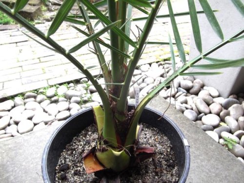 ナツメヤシ ８号 - 植物と暮らす m-plant