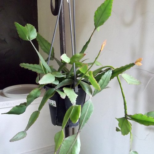 リプサリス・エリプティカ 吊り - 植物と暮らす m-plant