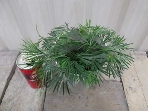 アクティニオプテリス・オーストラリス 4号 - 植物と暮らす m-plant