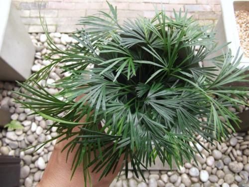 アクティニオプテリス・オーストラリス 4号 - 植物と暮らす m-plant