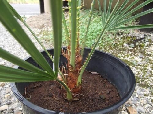 チャメロプス・フミリス 7号 - 植物と暮らす m-plant チャメロプス・フミリス 7号 - 植物と暮らす m-plant