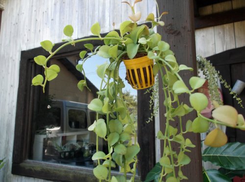 ディスキディア・フォルモサナ 吊り - 植物と暮らす m-plant