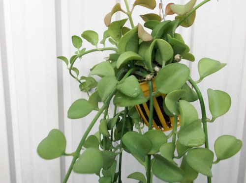 ディスキディア・フォルモサナ 吊り - 植物と暮らす m-plant