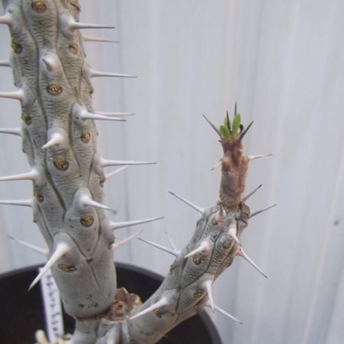 アローディア・プロセラ 4.5号 - 植物と暮らす m-plant アローディア・プロセラ 4.5号 - 植物と暮らす m-plant
