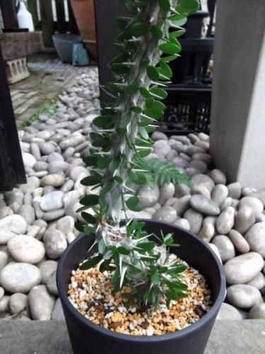 アローディア・プロセラ 4.5号 - 植物と暮らす m-plant アローディア・プロセラ 4.5号 - 植物と暮らす m-plant