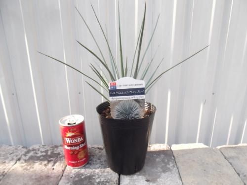 ユッカ・ウィップレイ 4号 - 植物と暮らす m-plant
