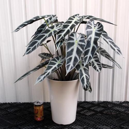 アロカシア・バンビーノ 7号 - 植物と暮らす m-plant